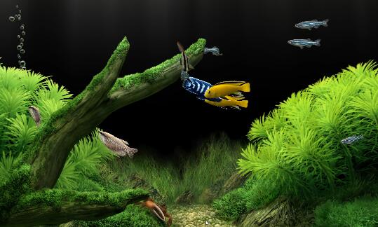 绝对可以代替水族箱的屏保程序DreamAquarium